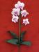Orchidea