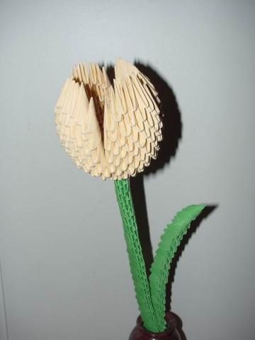 Tulipán
